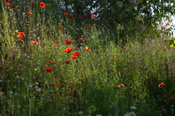 Yazın kırmızı haşhaş tarlası. Çiçekler mavi gökyüzünün arka planında