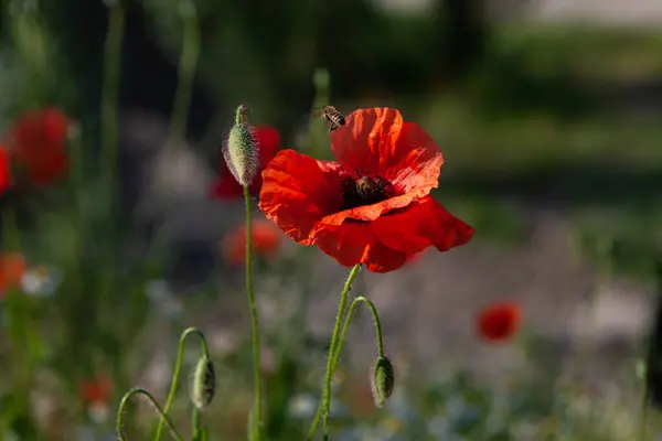 Yazın kırmızı haşhaş tarlası. Çiçekler mavi gökyüzünün arka planında