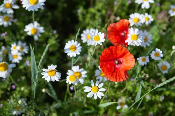 Tarladaki güzel çiçekler
