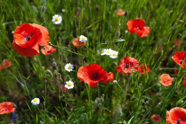 Kırmızı gelincikler tarlası.