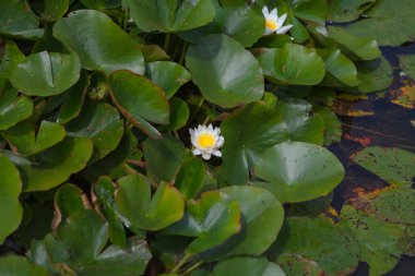 Gölette açan beyaz nilüfer çiçeği