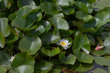 Gölette güzel nilüfer çiçeği