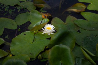 Bahçedeki beyaz nilüfer çiçeği