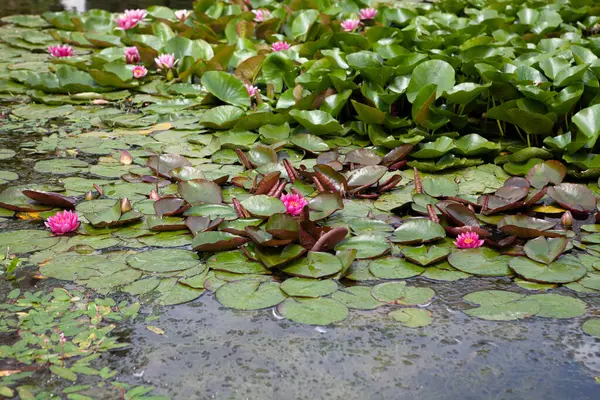 Göldeki güzel nilüferler