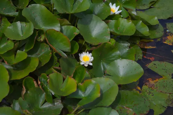 Gölette açan beyaz nilüfer çiçeği