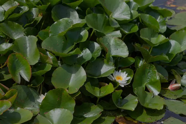 Gölette güzel nilüfer çiçeği