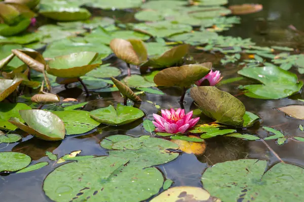 Bahçedeki güzel çiçekler
