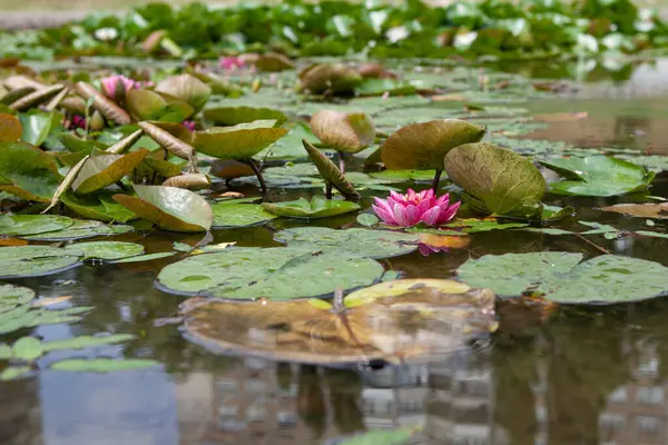 Nilüfer çiçeği, nilüfer çiçeği ve nilüfer çiçeği.