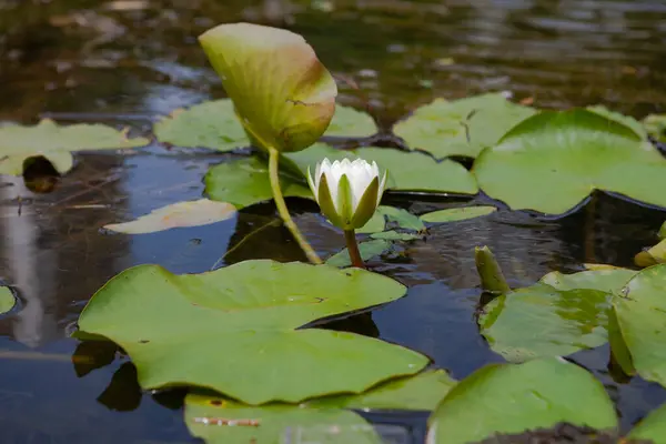 Yazın gölette beyaz nilüfer çiçeği