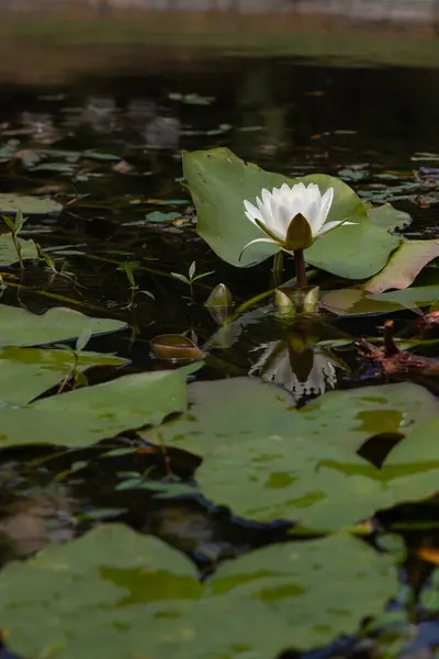 Gölette beyaz nilüferler