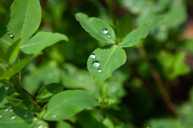 Yağmurdan sonra suyla birlikte yeşil çimen