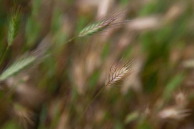 Yazın tarlada yeşil ve sarı buğday kulakları bulanık arka planda