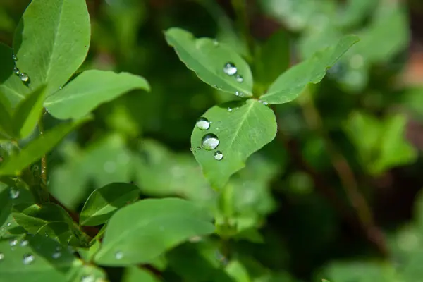 Yağmurdan sonra suyla birlikte yeşil çimen