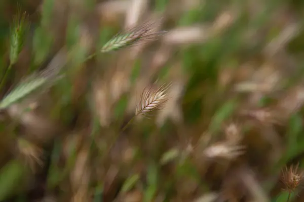 Yazın tarlada yeşil ve sarı buğday kulakları bulanık arka planda