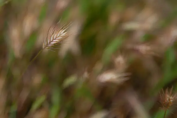 Yazın tarlada yeşil ve sarı buğday kulakları bulanık arka planda