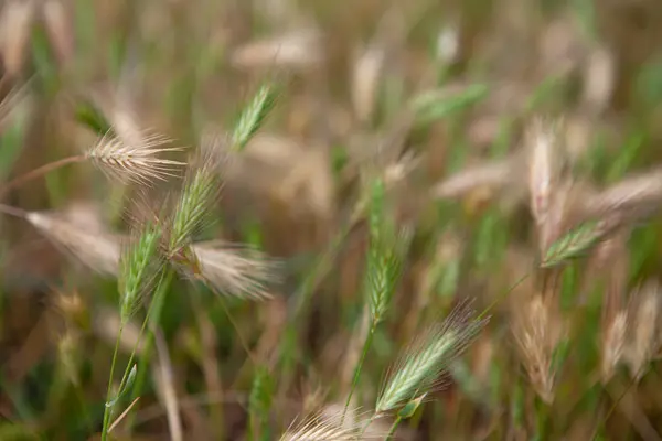 Yazın tarlada yeşil ve sarı buğday kulakları bulanık arka planda
