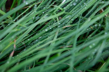 Çimlerin üzerindeki çiy tanesi