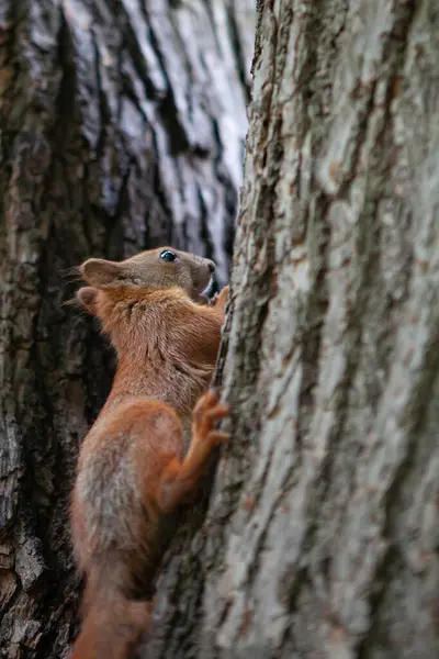 Ağaç gövdesinde sincap var.