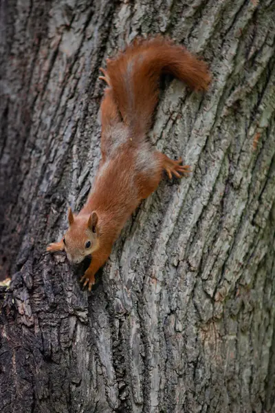 Ormanda sincap, doğada hayvan