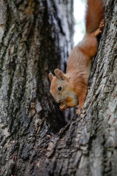 Ormanda ağaç gövdesindeki sevimli kırmızı sincap.