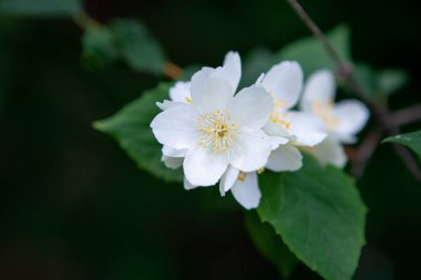 Bahçedeki koyu bir arka planda güzel beyaz yasemin çiçekleri. Yakın plan.