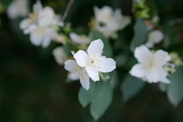 Bahçedeki koyu bir arka planda güzel beyaz yasemin çiçekleri. Yakın plan.