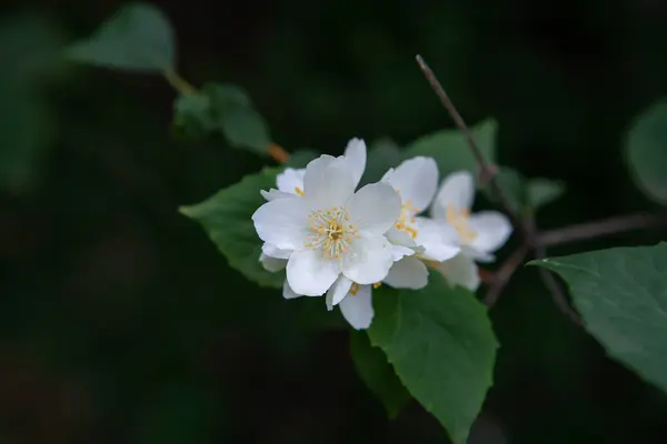 Bahçedeki koyu bir arka planda güzel beyaz yasemin çiçekleri. Yakın plan.