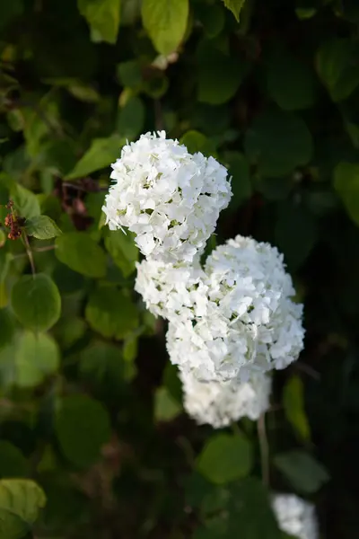 Bahçede yetişen bir ortanca bitkisinin yakın plan çekimi.