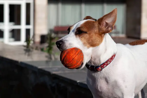 Sokakta yürüyen turuncu toplu Jack Russell köpeği.