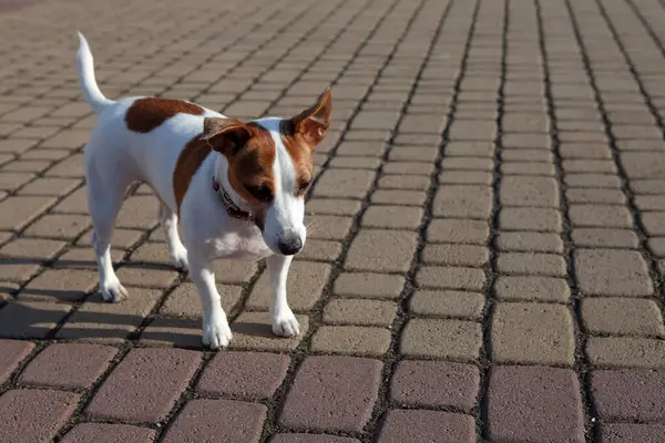 Jack Russell köpek şehir parkında sokakta yürüyor..