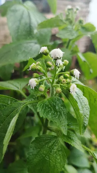 Bahçedeki güzel çiçekler