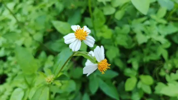 Bahçede beyaz çiçekler