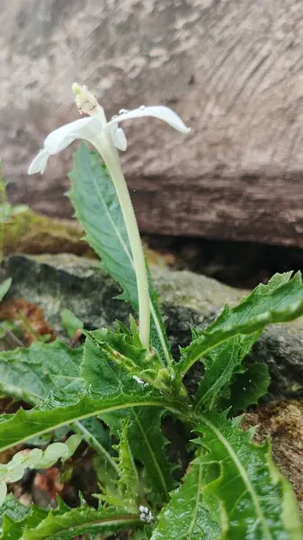 Güzel botanik fotoğrafı, doğal duvar kağıdı.