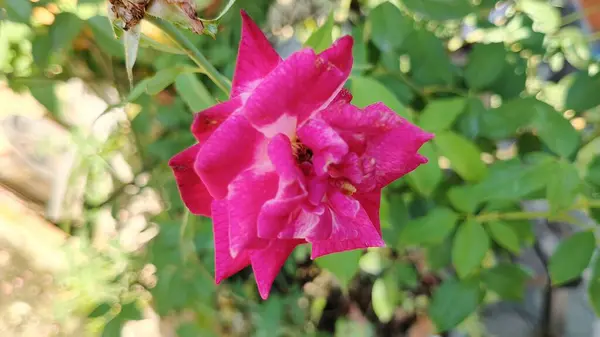 Bahçedeki pembe çiçekler