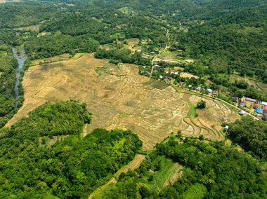 Hasat sonrası pirinç tarlalarının insansız hava aracı görüntüsü.