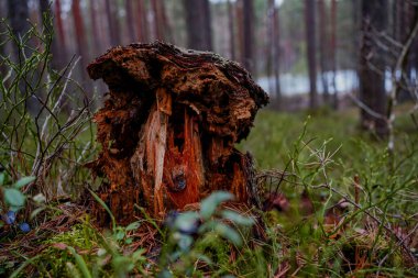 Ormandaki kırık ağaç gövdesi, görünür çatlakları ve hasarı gösteriyor, ayrıntılı ahşap dokusu orman ekosistemindeki doğal gücü ve çürüme süreçlerini yansıtıyor..