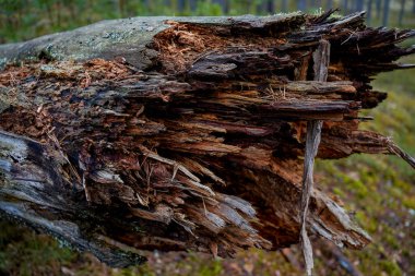 Kotlu bacakları ve yürüyüş botlarıyla ormanda yanında bir köpekle dikilen pençeleri çam iğneleriyle kaplı bir kızın yakın çekimi.