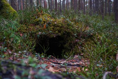 Kotlu bacakları ve yürüyüş botlarıyla ormanda yanında bir köpekle dikilen pençeleri çam iğneleriyle kaplı bir kızın yakın çekimi.