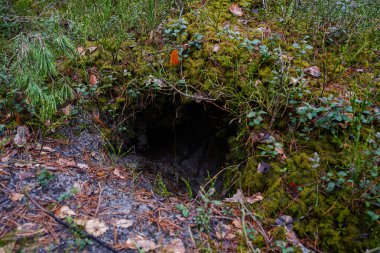 Kotlu bacakları ve yürüyüş botlarıyla ormanda yanında bir köpekle dikilen pençeleri çam iğneleriyle kaplı bir kızın yakın çekimi.