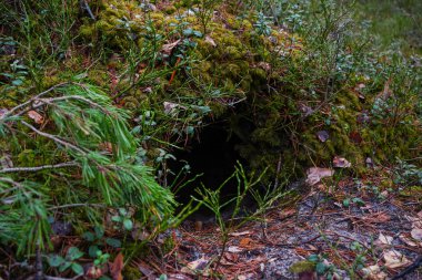 Kotlu bacakları ve yürüyüş botlarıyla ormanda yanında bir köpekle dikilen pençeleri çam iğneleriyle kaplı bir kızın yakın çekimi.