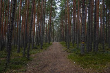 İşaretli ağaçlarla dolu bir çam ormanının yolu, uzun çam ağaçları ve huzurlu doğal bir manzarayla çevrili ormanda yürüyüşçülere rehberlik ediyor, ormanda keşif ve maceralara davetiye çıkarıyor..