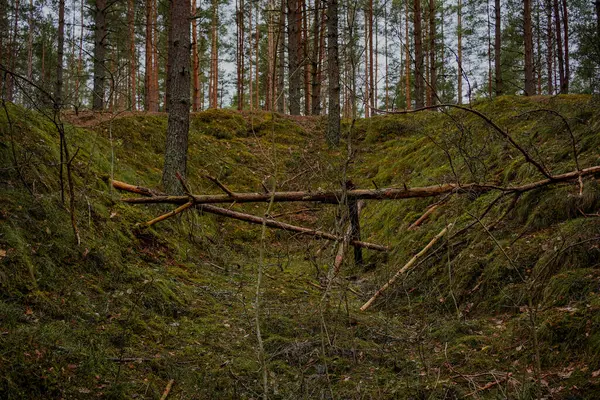 Çam ağaçlarıyla çevrili ormanda devrilmiş çam ağacı orman zeminindeki kırık gövdenin detaylı dokusuna sahip doğal orman manzarası..