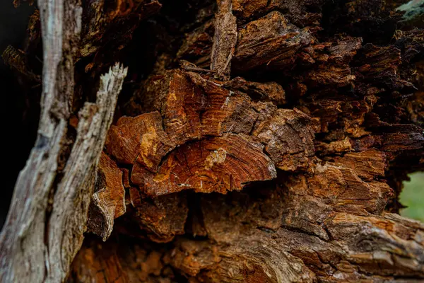 Kotlu bacakları ve yürüyüş botlarıyla ormanda yanında bir köpekle dikilen pençeleri çam iğneleriyle kaplı bir kızın yakın çekimi.