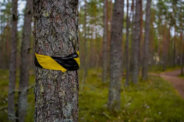 Yoğun bir ormanda siyah ve sarı uyarı bandıyla sarılı bir ağaç, doğada bir uyarı veya sınır işareti olarak hizmet verir..  