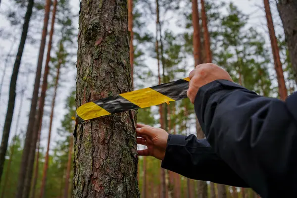 Siyah ceketli bir kişi, sık bir ormanda, bir ağacın etrafına siyah ve sarı uyarı bandı bağlıyor. Tehlike ya da kısıtlama gösteriyor..  