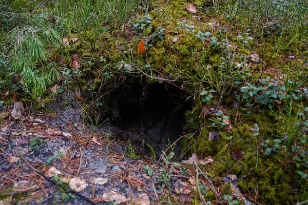Kotlu bacakları ve yürüyüş botlarıyla ormanda yanında bir köpekle dikilen pençeleri çam iğneleriyle kaplı bir kızın yakın çekimi.