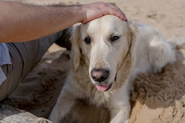 Av Köpeği Kumsalda Uzanıyor, Bir Adam Tarafından Evcilleştiriliyor, Deniz kenarında Sevgi Anı Yakalıyor