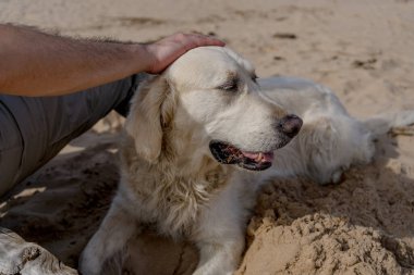 Av Köpeği Kumsalda Uzanıyor, Bir Adam Tarafından Evcilleştiriliyor, Deniz kenarında Sevgi Anı Yakalıyor