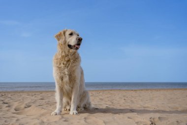 Huzurlu bir plajda oturan Golden Retriever. Golden retriever sakin bir kumsalda berrak bir mavi gökyüzünün altında güneşli ve sakin bir sahil gününün tadını çıkarıyor..