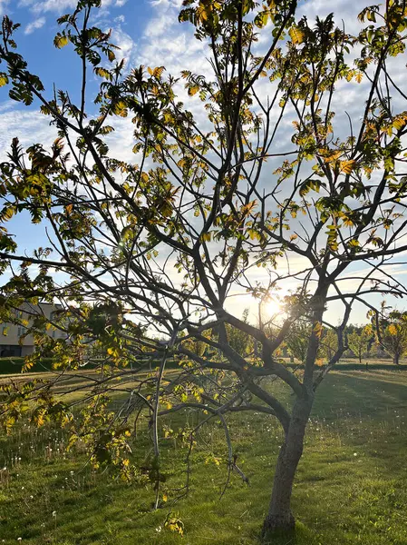 Arka planda güneş batarken yeşil çimlerde küçük bir ağaç..  